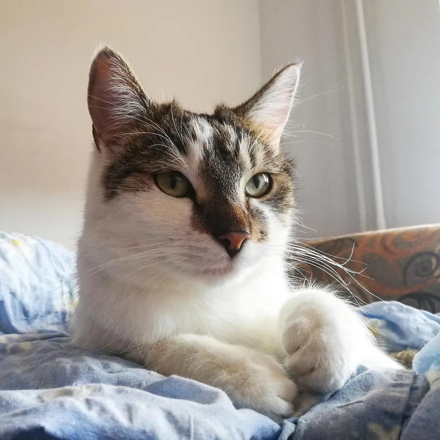 Sweet Home & Sweet Cats & Fast Internet Wrocław