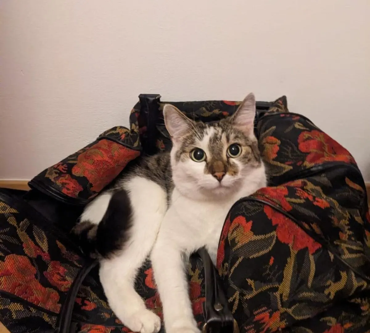 Sweet Home & Sweet Cats & Fast Internet Wrocław Hostel